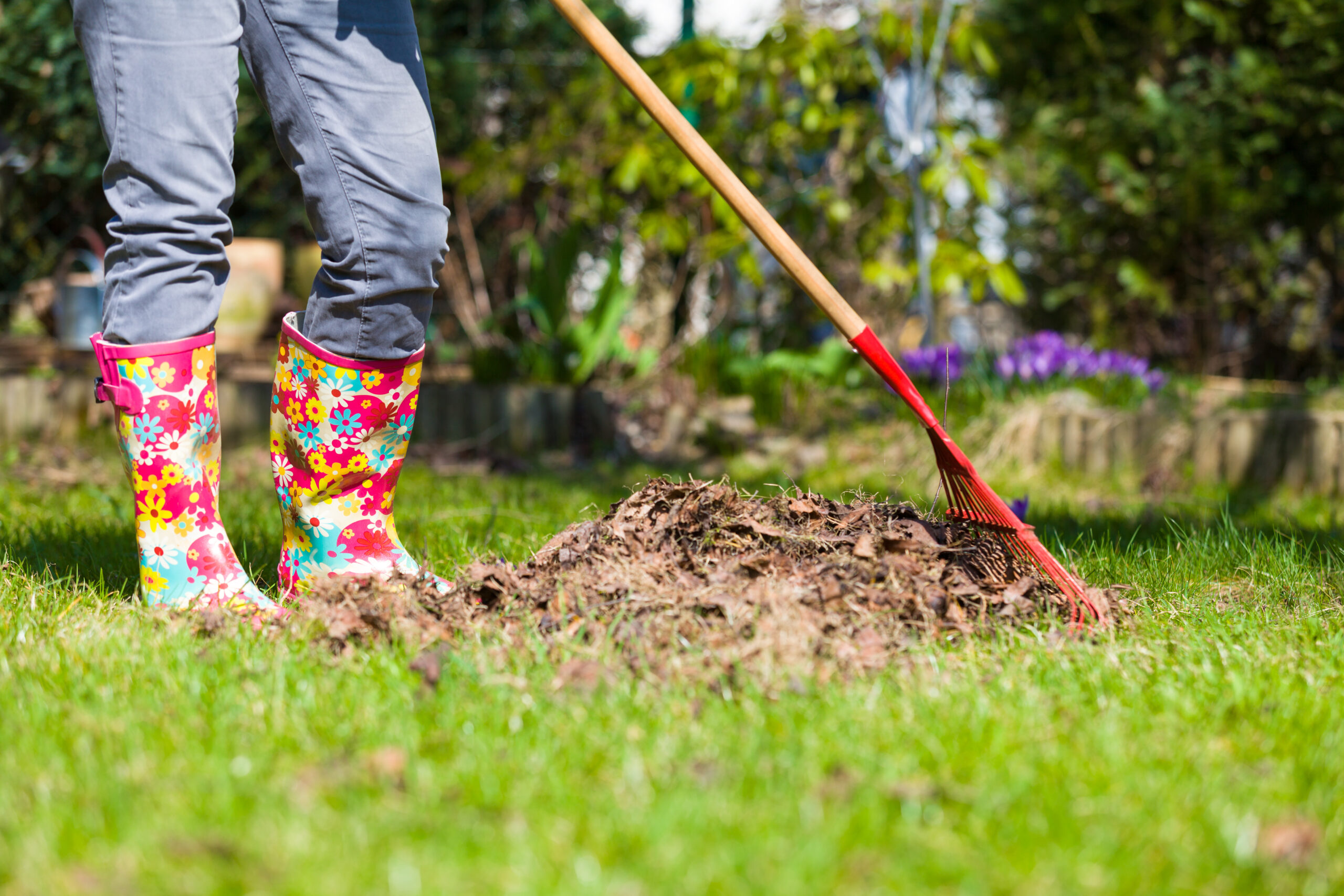 A person working in their yard raking dead leaves and tree debris with a rake while wearing jeans and boots to protect against insect bites or stings, rashes, or other injury.